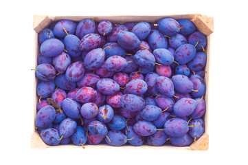 set of plume fruit isolated on white background