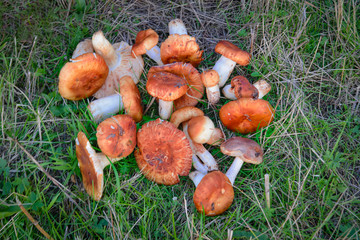 Freshly picked forest mushrooms on a background of green grass. Early autumn.