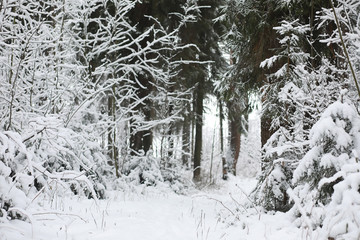Winter landscape. Forest under the snow. Winter in the park.