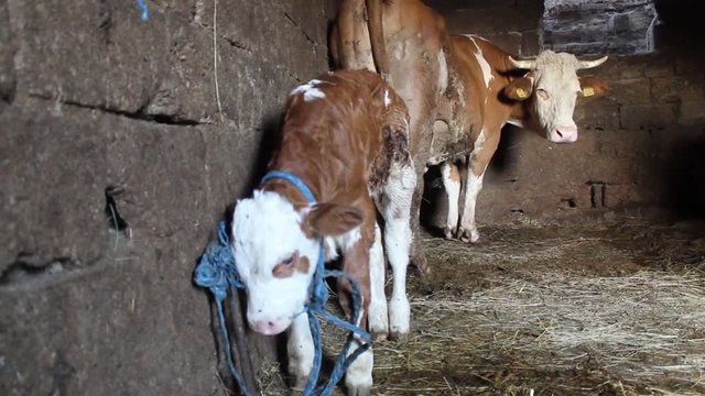 One Day Old Simmental Calf Making First Steps and Wondering