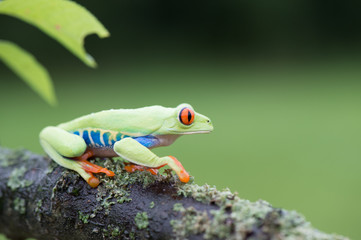Red-eyed Tree Frog, Agalychnis callidryas, sitting on the green leave in tropical forest in Costa Rica.