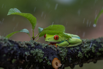 Red-eyed Tree Frog, Agalychnis callidryas, sitting on the green leave in tropical forest in Costa Rica.