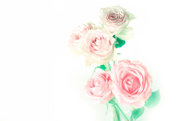 delicate pastel roses on a white background