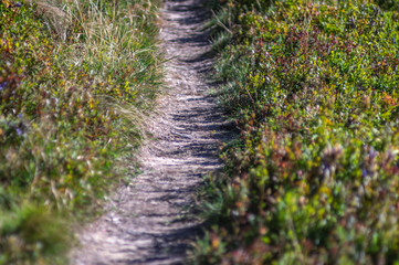 Trail among blueberry bushes