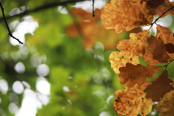 End of summer season in the park