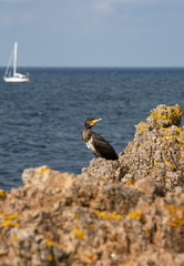 Beautiful bird on a rocky coast.Great Cormorant Phalacrocorax carbo, Bornholm