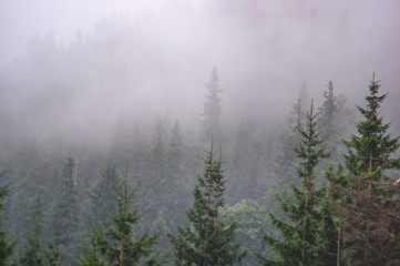 Fir forest in the foggy autumn day