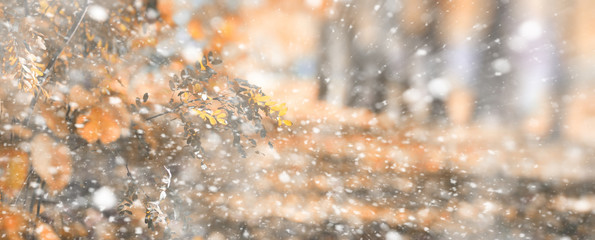 Background autumn park in the first snow