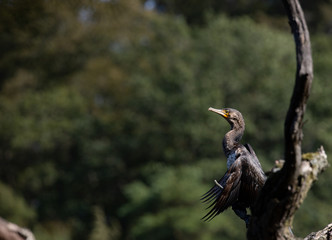 bird on a tree, Great Cormorant   Phalacrocorax carbo