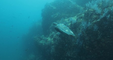 Green Turtle, (Chelonia mydas) swimming on the reefs of the Sea of Cortez, Baja California Sur, Mexico.