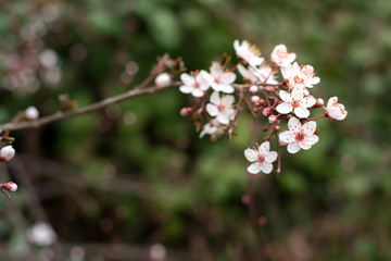 cherry blossom on the branch with cherry buttons detail, with the wood in the background