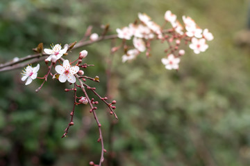 cherry blossom on the branch with cherry buttons detail, sunlit by the sun in the wood