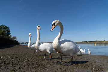 Large White Mute Swans of Hullbridge and Woodham Ferrers Battlebridge Basin on the River Crouch