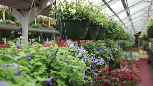 Hispanic woman in greenhouse arranging plants