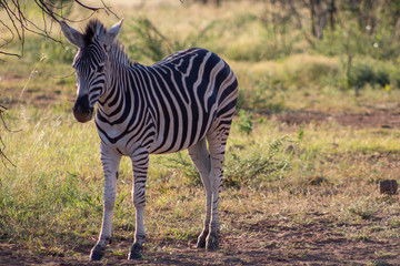 Zebra