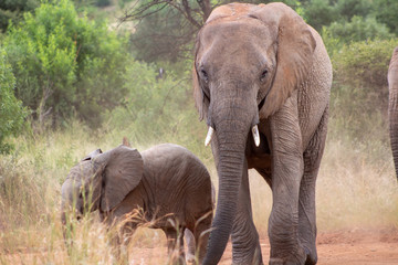 Elephant family