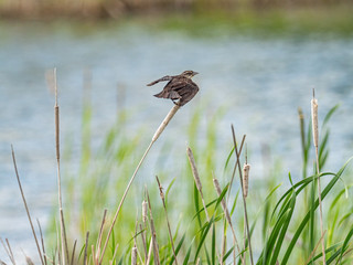 Red-winged black bird ready for flight