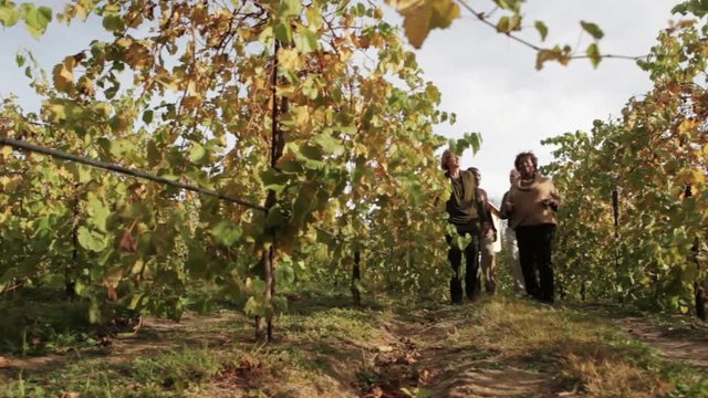 Two couples walking through vineyard drinking wine