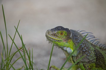 Iguana Head
