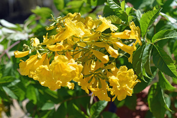 Yellow Trumpet Flowers