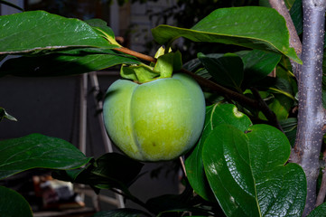 Diospyros kaki in a Hungarian garden, also called the persimmon, or kaki, is the most widely cultivated species of the genus Diospyros. Tolerates well the European climatic conditions.