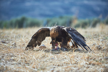 eagle golden hunting