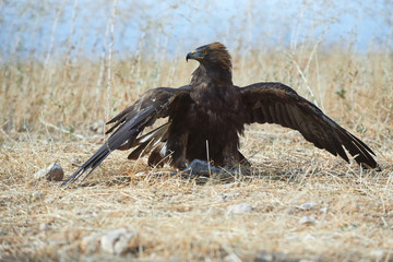 eagle golden hunting