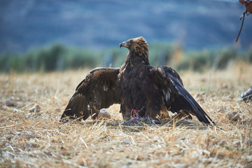 eagle golden hunting