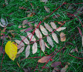 leaf