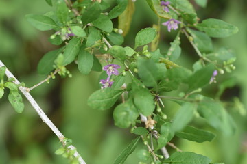 Chinese desert-thorn (Licium chinens) is a medicinal plant with light purple flowers blooming in autumn and is also used for fruit wine.