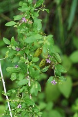 Chinese desert-thorn (Licium chinens) is a medicinal plant with light purple flowers blooming in autumn and is also used for fruit wine.