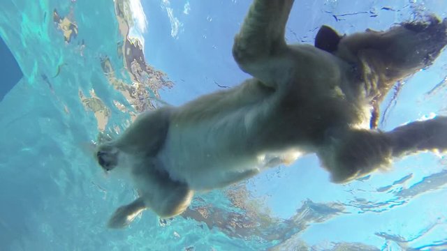 Underwater view of dog swimming in pool