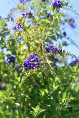 Purple Flowers