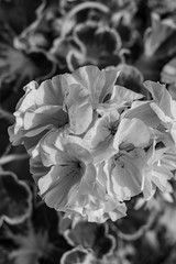 black and white flower