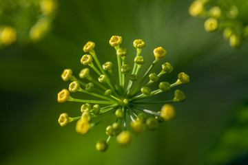 Flower Garden Yellow Macro Botanical