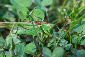 Big green Grasshopper in the green Grass, macro View