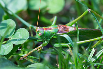Big green Grasshopper in the green Grass, macro View