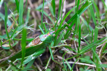 Big green Grasshopper in the green Grass, macro View
