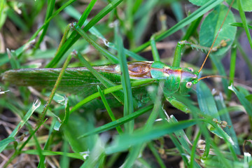 Big green Grasshopper in the green Grass, macro View