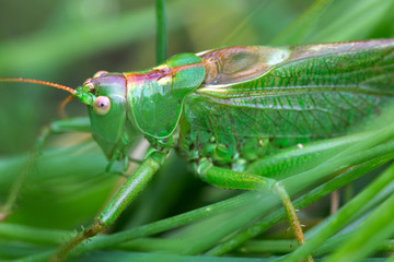 Big green Grasshopper in the green Grass, macro View