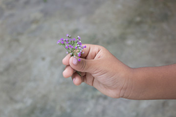 Child hand holding a flower, toned photo. Focus for flowers. Background toning for filter