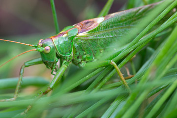 Big green Grasshopper in the green Grass, macro View