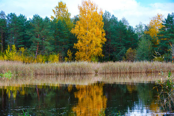Panorama of the autumn river overgrown with reeds