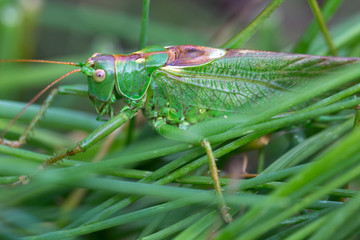 Big green Grasshopper in the green Grass, macro View