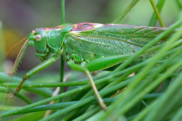 Big green Grasshopper in the green Grass, macro View