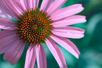 Echinacea&nbsp;purpurea close up. Purple flower.