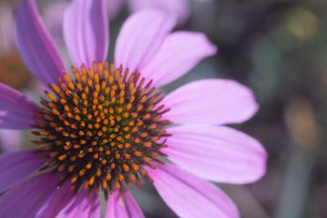 Obraz premium Echinacea&nbsp;purpurea close up. Purple flower.
