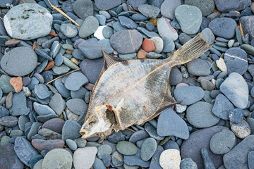 dead fish