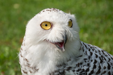 Snow owl - portrait in the foreground of the snow owl with an open beak, with a green meadow in the background