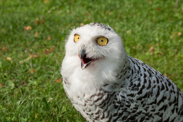 Snow owl - portrait of the snow owl with an open beak with a green meadow in the background